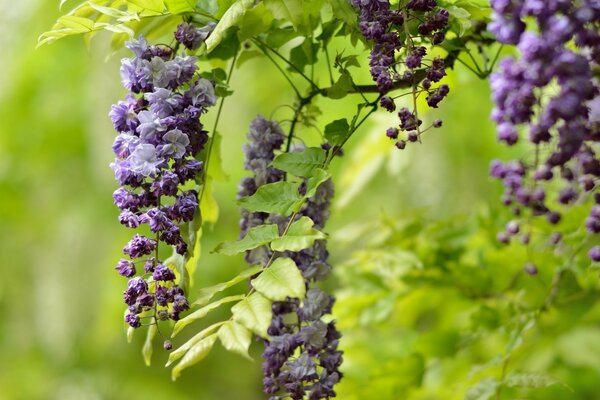 Belle fleur pourpre