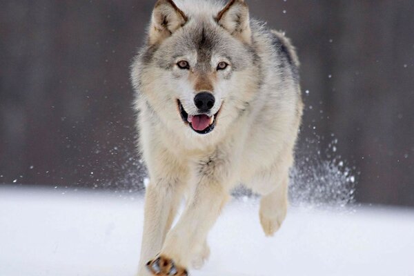 Lobo de nieve gris y hermoso