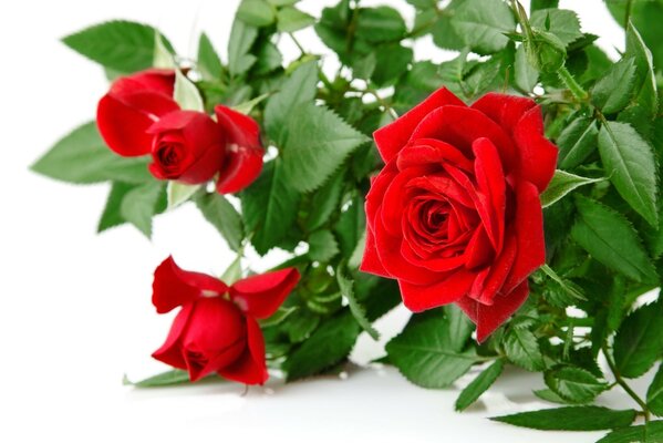 Scarlet roses are a symbol of love