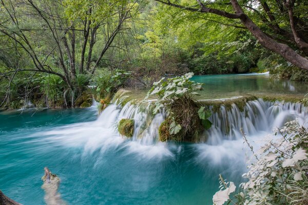 Kletten wachsen in der Nähe eines Wasserfalls