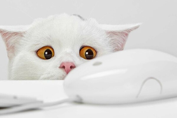 Biały kot z żółtymi oczami