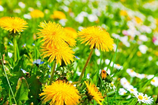 Sommerfeldlöwenzahn im Sommer