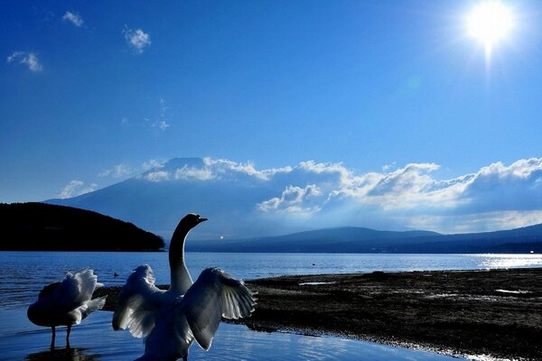 Gli uccelli sul lago sono attratti dai raggi del sole