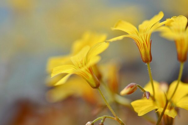 Yellow flowers. Nature in summer