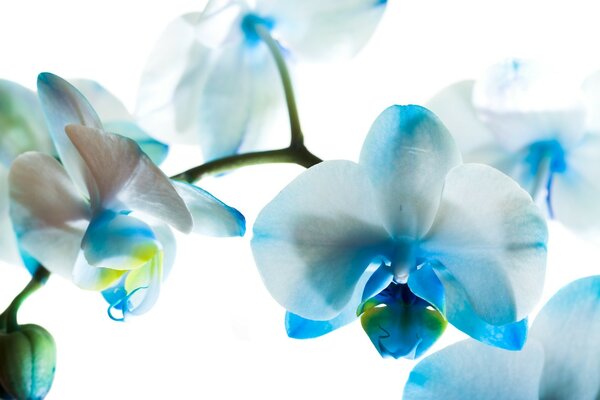 Flor brilhante orquídea azul