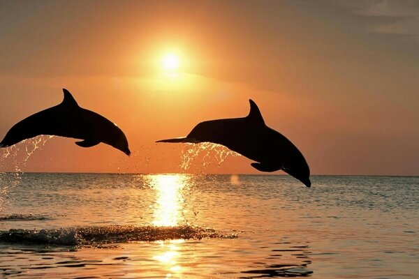 DELFINES CONTRA EL MAR Y EL SOL