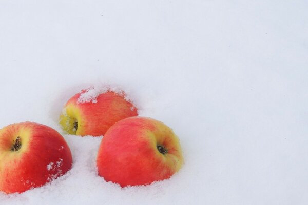 ÄPFEL IM SCHNEE, ROSA AUF WEIß