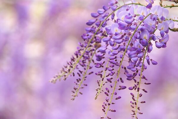 Flora. Mor çiçek. Doğa