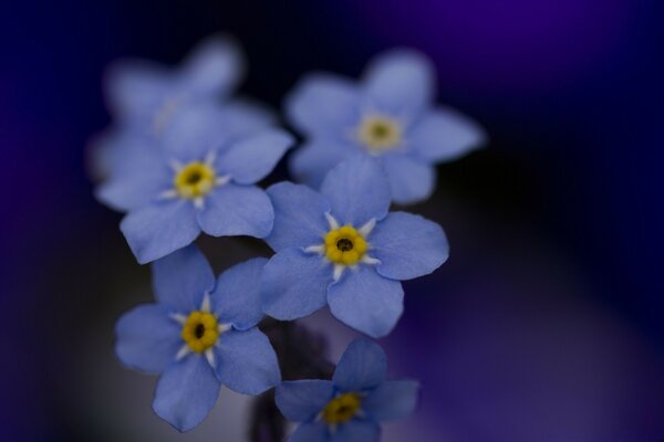 Blue petals on a blue background