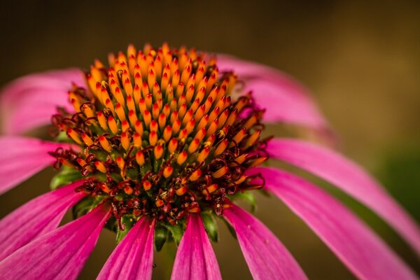 Macro photography of a flower with pink petals