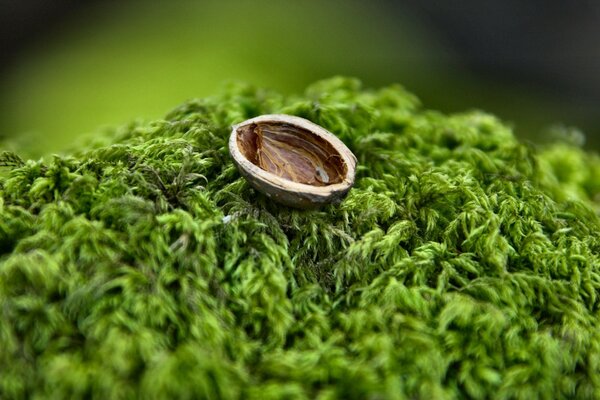 Macro photography of a lonely nutshell lying on green moss