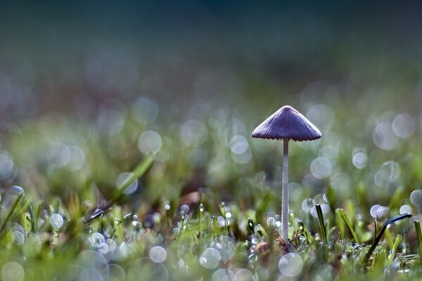 Svasso Viola in una radura. Natura