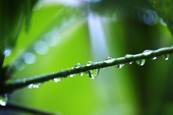 Dew drops on green leaves