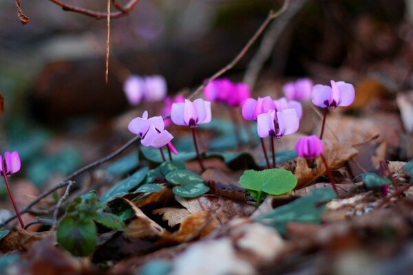 Lila Blüten in der Natur. Flora