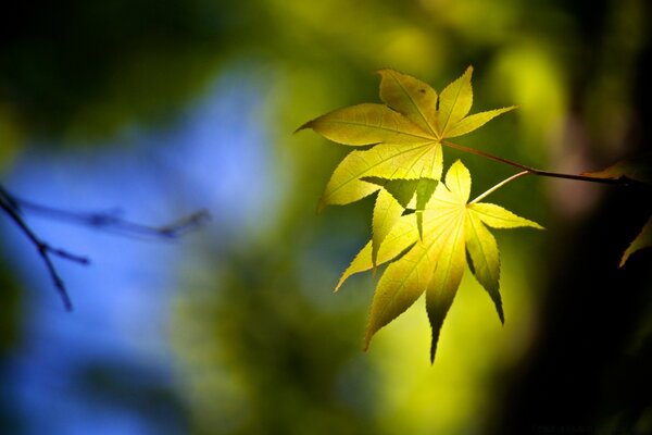 Yellow leaves in the sun