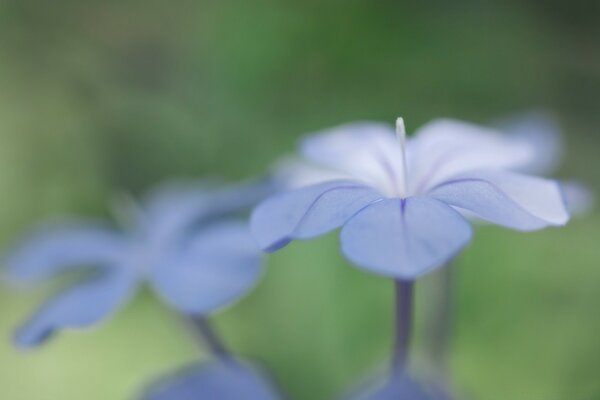 Beautiful flowers with a blur effect