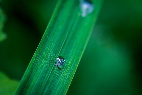 Fotografia macro di un filo d erba verde decorato con gocce di rugiada