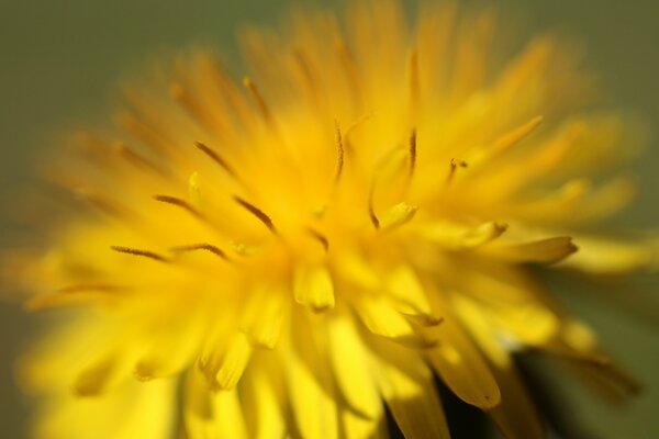 Diente de León amarillo fotografiado en primer plano