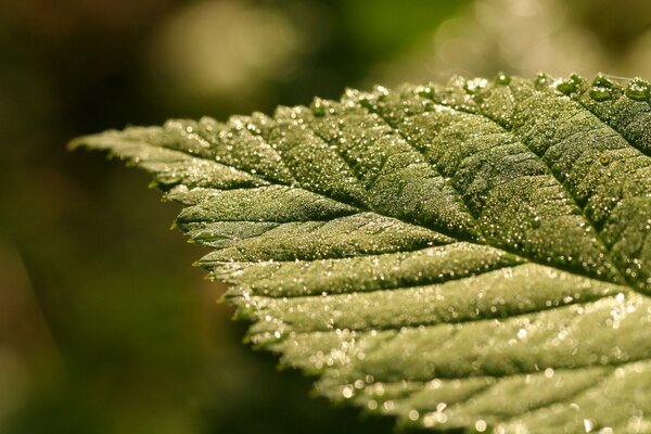 A beautiful leaf in the rays of the sun