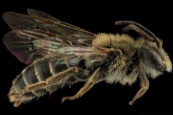 Andrena cragini bees macro photography