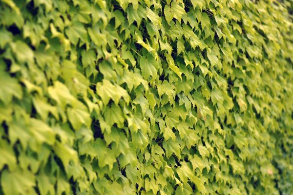 Pared natural de hojas verdes