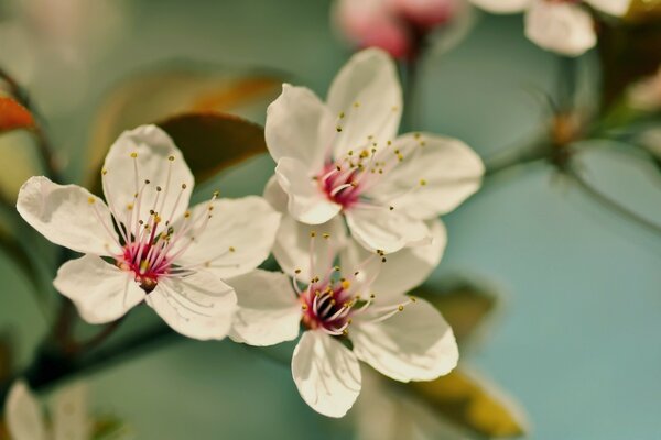 Bild mit Blumen in sanften Farben