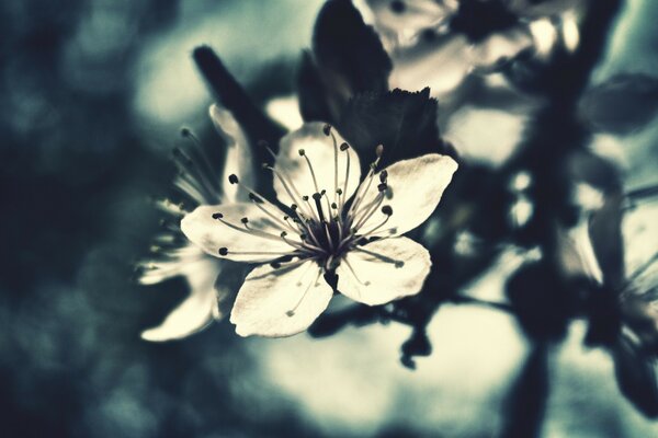 Photographie macro floue naturelle d une fleur en plein air