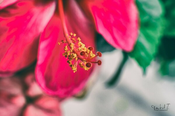 Flor rosa y polen amarillo