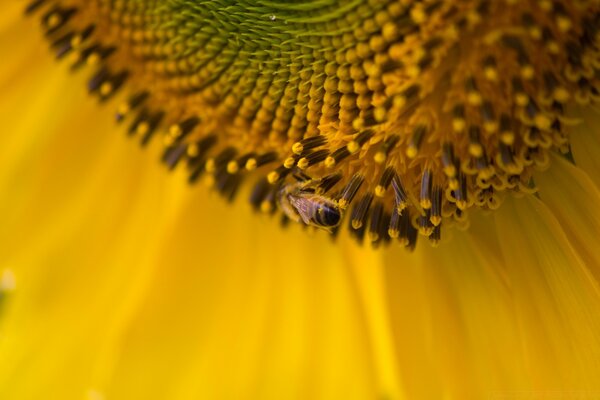 Un grand champ pour une petite abeille