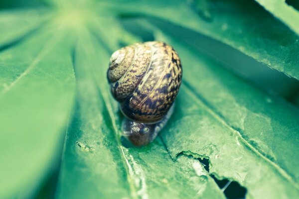 Escargot rampant sur une feuille en macro