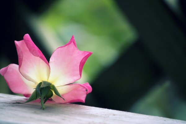 Brote de flor en el tablero