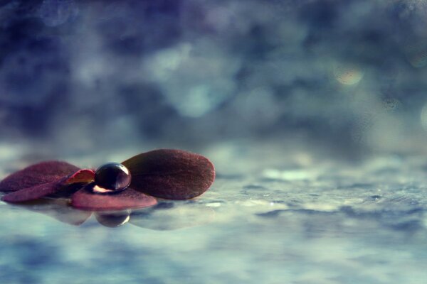 A few purple leaves. fallen on the surface of blue water