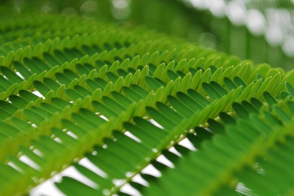 Wide green leaf of the plant