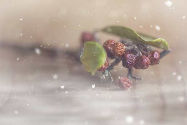 Nahaufnahme eines gebrochenen Zweigs mit Blättern und getrockneten Beeren, die auf die Wasseroberfläche gefallen sind