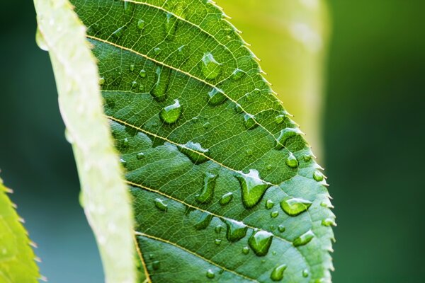 Macro photography, green leaf in dew drops