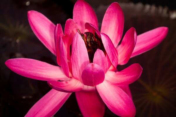 Flor de loto de lujo con pétalos de rosa