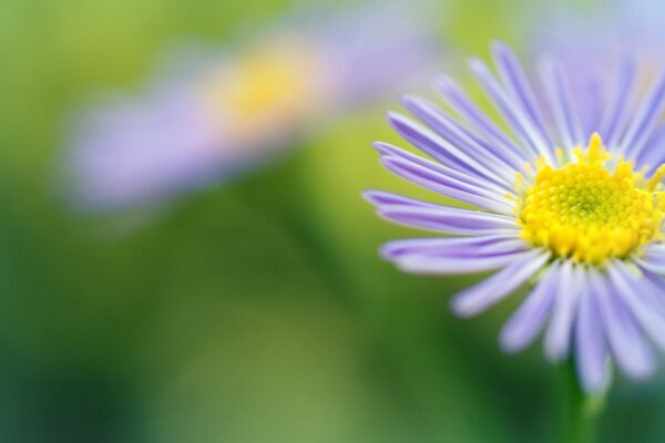 Two daisies on a light green background