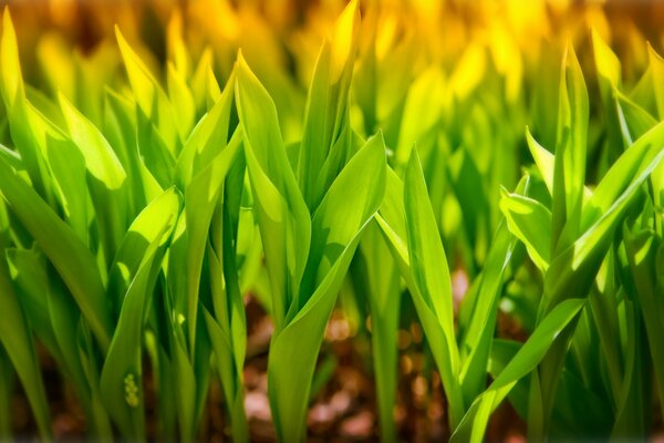 Green grass grows on brown earth