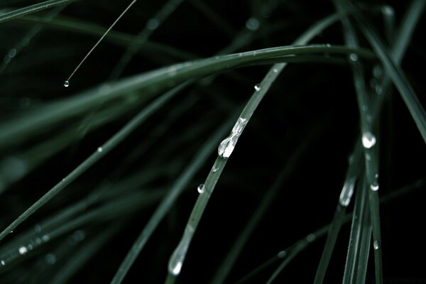 Plantas verdes e gotas de orvalho