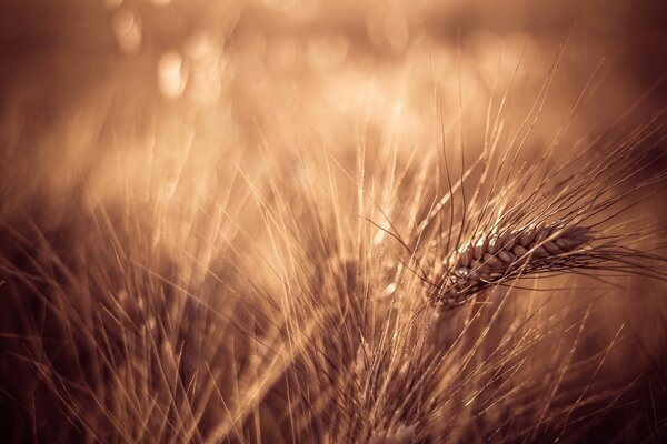 An ear of wheat in the field. Village