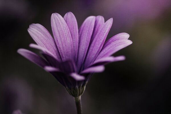 A beautiful purple flower grown in the garden