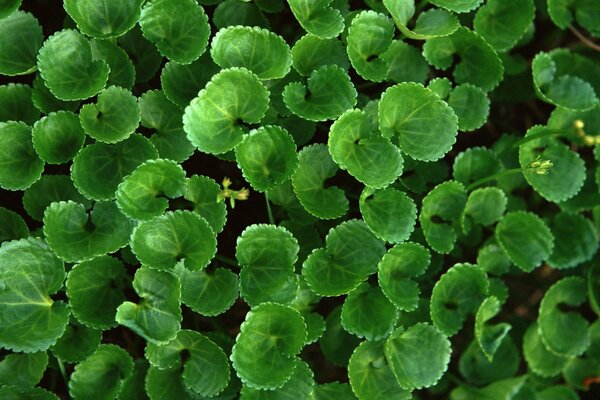 Green leaves of the plant