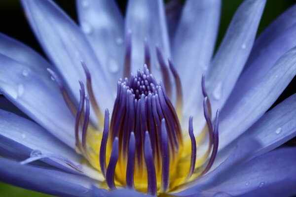 Macro photography of a flower cup with blue petals