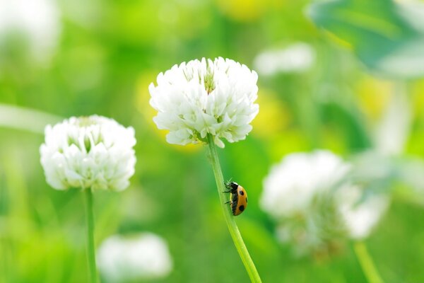 Coccinella arancione che striscia sul gambo del fiore