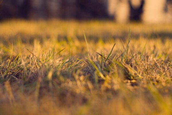 Gros plan de l herbe sèche éclairée par le soleil