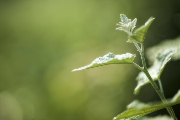 Plante verte qui pousse sur le sol