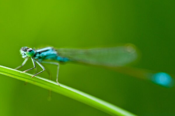 Bellezza libellula Estate Rosso cantato