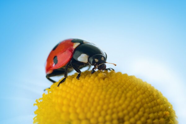 Coccinella su una pianta gialla