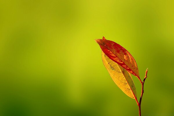 Dos hojas de otoño en una rama sobre un fondo verde