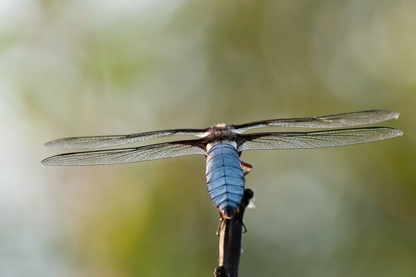 A blue dragonfly sat on the edge of a branch